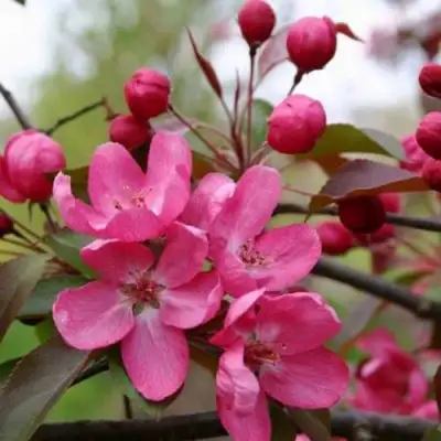 Яблоня РУДОЛЬФ декоративная  в Барановичах