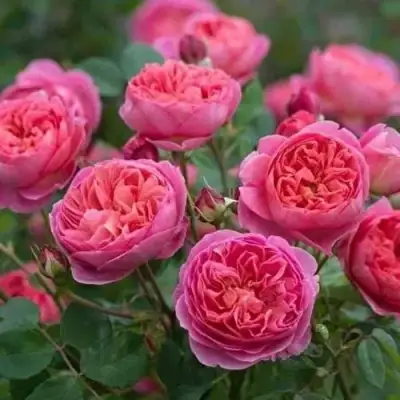 Роза БЕНДЖАМИН БРИТТЕН шраб в Барановичах