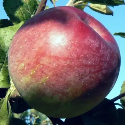 Яблоня АЛЕСЯ в Барановичах