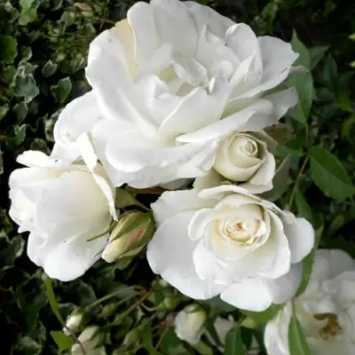 Роза АЙСБЕРГ флорибунда в Барановичах