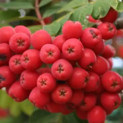 Рябина АЛАЯ КРУПНАЯ сладкоплодная в Барановичах