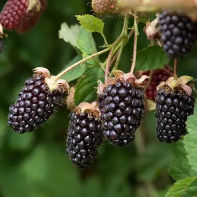 Ежемалина БОЙСЕНБЕРРИ в Барановичах