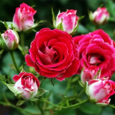 Роза ШОНЕ КОБЛЕНЦЕРИН флорибунда в Барановичах