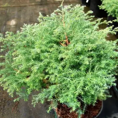 Кипарисовик СКВАРРОЗА горохоплодный в Барановичах