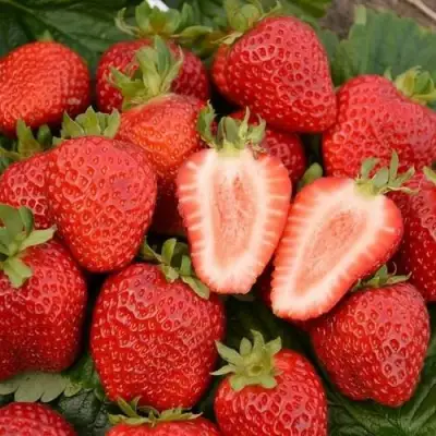 Клубника ФЛОРЕНС в Барановичах