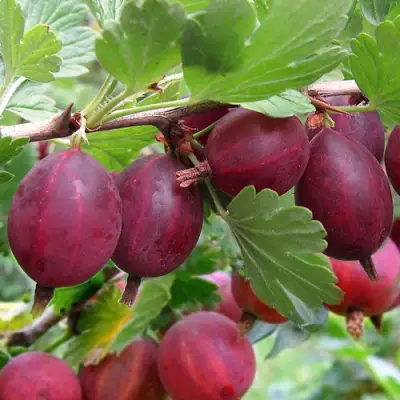 Крыжовник ХИННОМАКИ РОТ в Барановичах