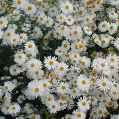 Болтония СНОУБЭНК в Барановичах