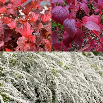 Комплект ЖИВАЯ ИЗГОРОДЬ в Барановичах