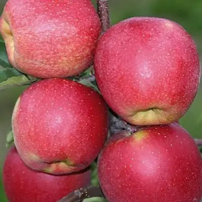 Яблоня ЧЕМПИОН в Барановичах