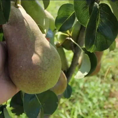 Груша БРЯНСКАЯ КРАСАВИЦА в Барановичах