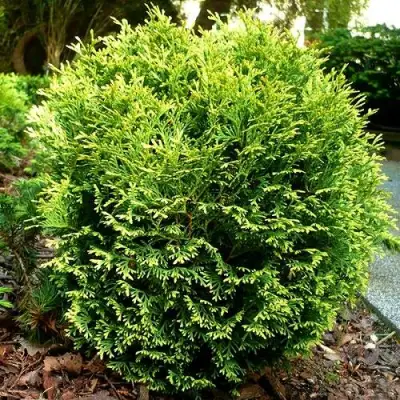 Туя ВОТЕРФИЛД западная в Барановичах