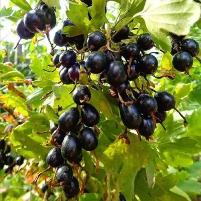 Смородина золотистая ОВАЛЬНАЯ в Барановичах