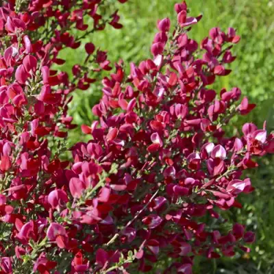 Ракитник БОСКОП РУБИ  в Барановичах