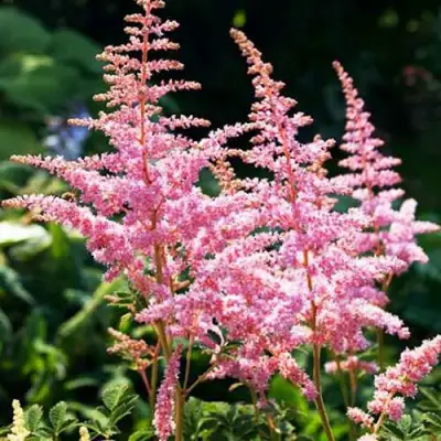 Астильба ЭДЕНС ОДИССЕЙ Арендса в Барановичах