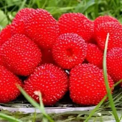 Малина ТИБЕТСКАЯ (РОЗОЛИСТНАЯ) в Барановичах