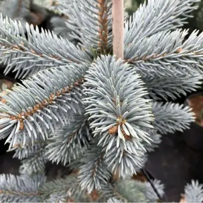 Ель РОЯЛ БЛЮ колючая  в Барановичах