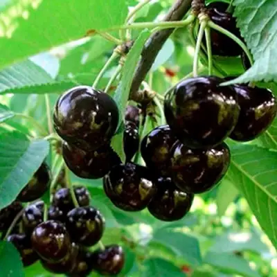 Черешня МУСКАТНАЯ в Барановичах