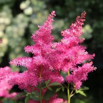 Астильба САННИ ДЕЙ гибридная в Барановичах