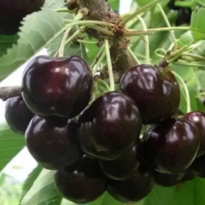 Вишня РОССОШАНСКАЯ ЧЕРНАЯ в Барановичах