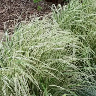 Вейник ОВЕРДАМ остроцветковый в Барановичах