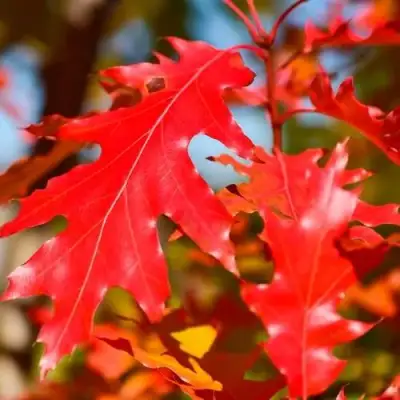 Дуб красный в Барановичах