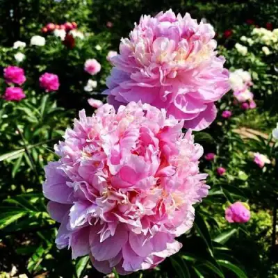 Пион ЛАВОН травянистый в Барановичах