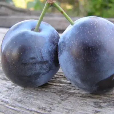 Слива БЛЮФРИ в Барановичах