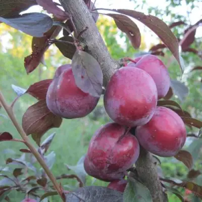 Слива ЛАМА в Барановичах