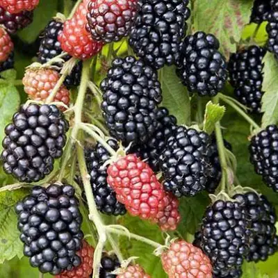 Ежевика НАВАХО бесшипная  в Барановичах