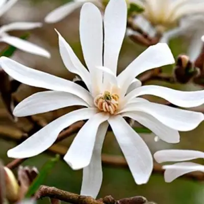 Магнолия СТЕЛЛАТА в Барановичах