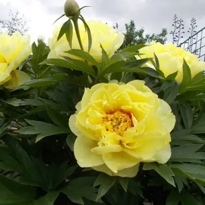 Пион БАРЦЕЛЛА (БАРТЗЕЛЛА) ито-гибрид в Барановичах