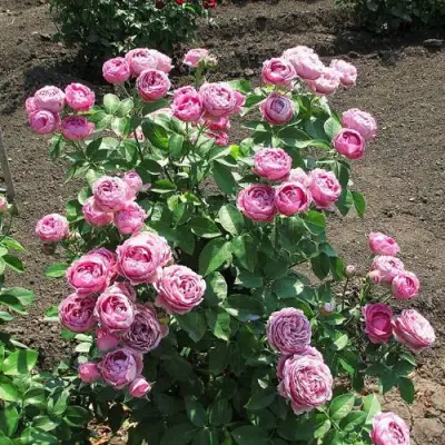 Роза МИСТИ БАБЛС спрей в Барановичах