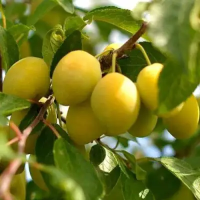 Слива ОЧАКОВСКАЯ ЖЕЛТАЯ в Барановичах