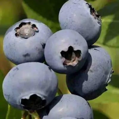 Голубика ХАРРИСОН в Барановичах