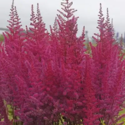 Астильба МАЙТИ ЧОКОЛАТ ЧЕРРИ китайская в Барановичах