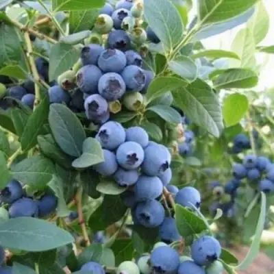 Голубика ЭЛЛИОТ в Барановичах