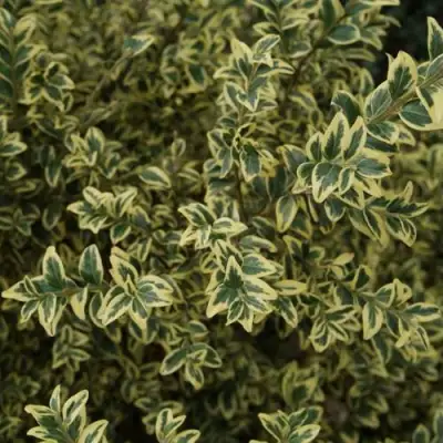 Самшит АУРЕАВАРИЕГАТА в Барановичах