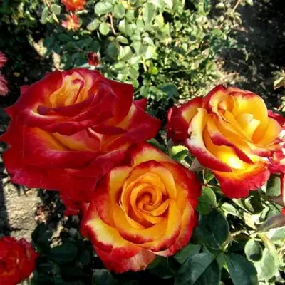 Роза ХАЙ МЭДЖИК чайно-гибридная в Барановичах