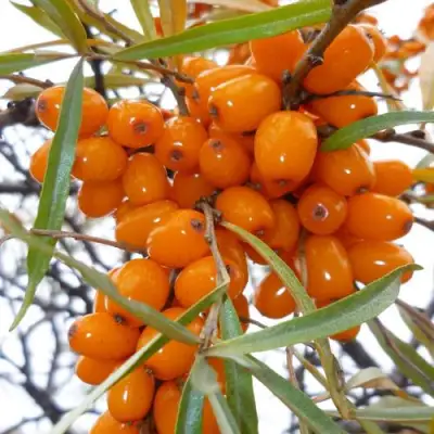 Облепиха КОСТЕР в Барановичах