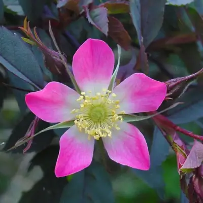 Роза сизая в Барановичах