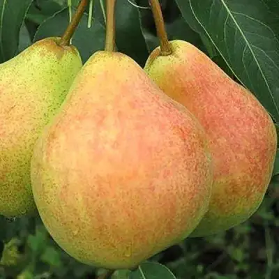 Груша ЛЮБИМИЦА ЯКОВЛЕВА в Барановичах