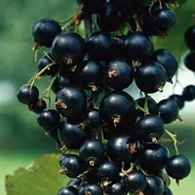 Смородина чёрная ВЕЛОЙ (ЛЕНИНГРАДСКАЯ СЛАДКАЯ) в Барановичах