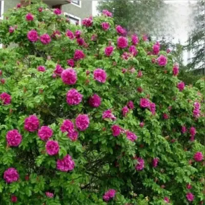 Шиповник ХАНСА в Барановичах