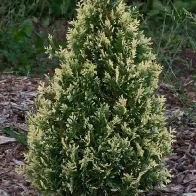 Туя БРАБАНТ ВАРИЕГАТТА западная в Барановичах