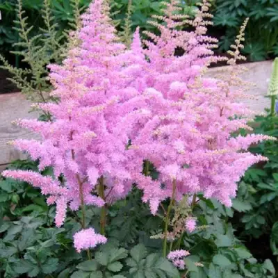 Астильба ГИАЦИНТ Арендса в Барановичах