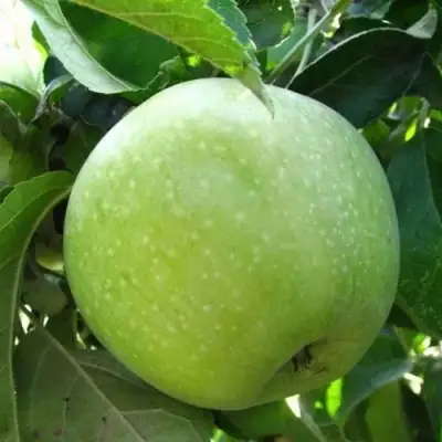 Яблоня РЕНЕТ СИМИРЕНКО в Барановичах