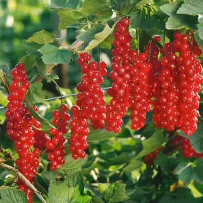 Смородина красная РУДНЕУС в Барановичах