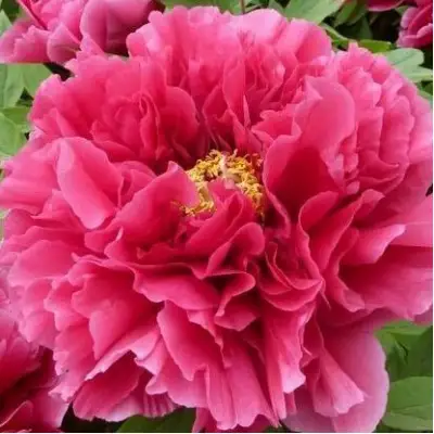 Пион КОРОЛЕВСКИЙ ЦВЕТОК древовидный в Барановичах