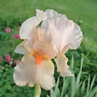 Ирис ПАТИ ДРЕСС бородатый в Барановичах