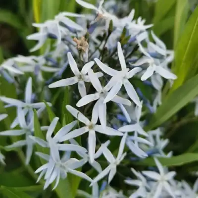 Амсония иволистная в Барановичах